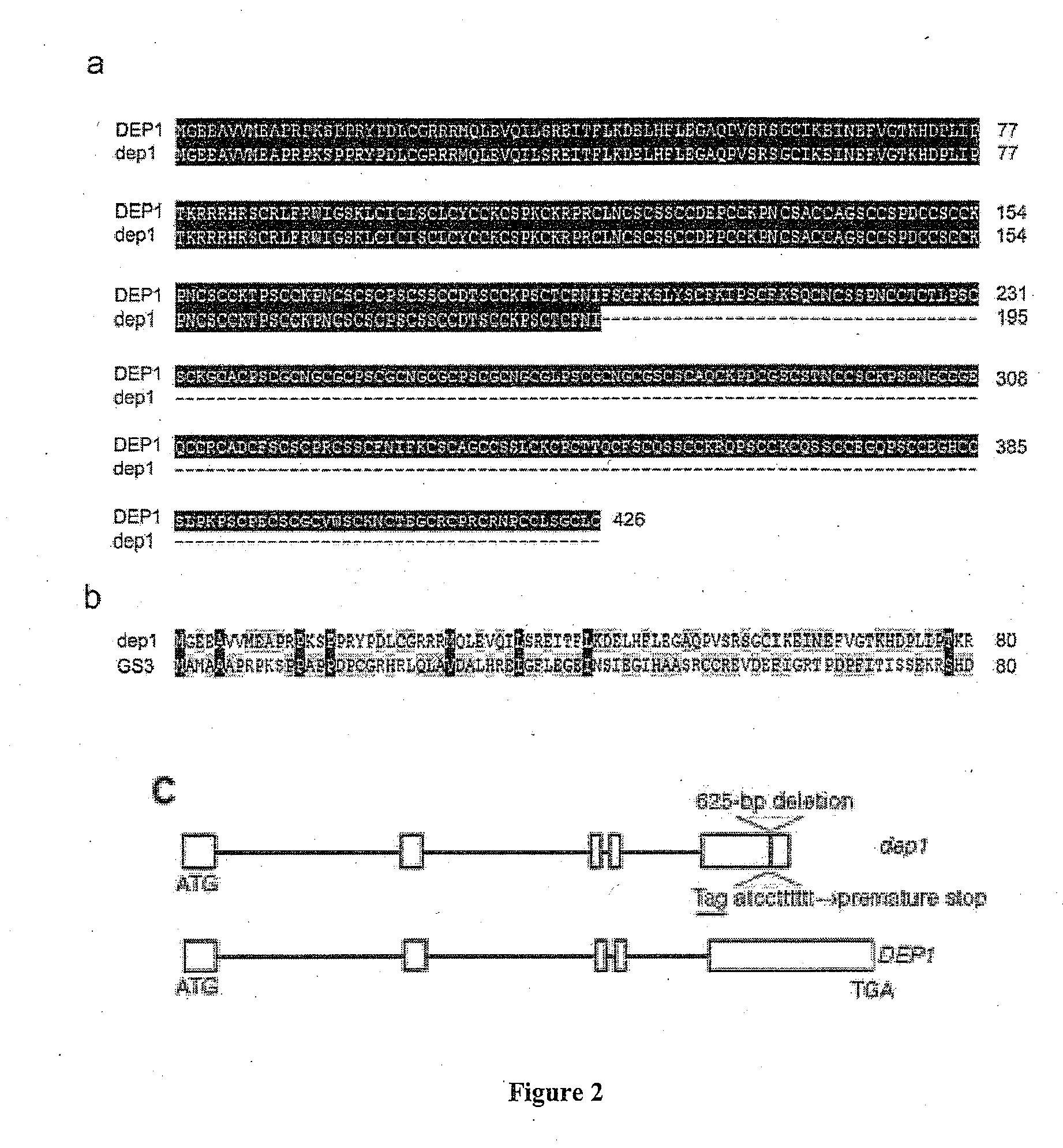 Dense and erect panicle gene and uses thereof