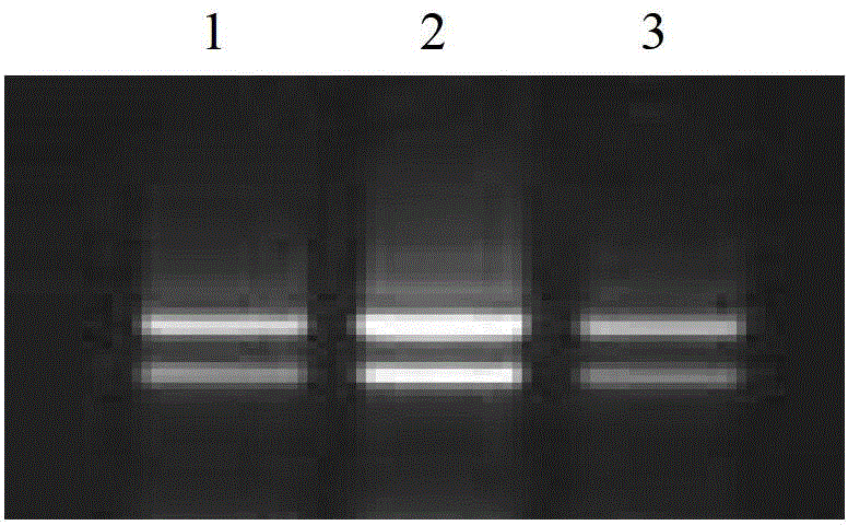 Plant salt resistance related protein, and coding gene and application thereof