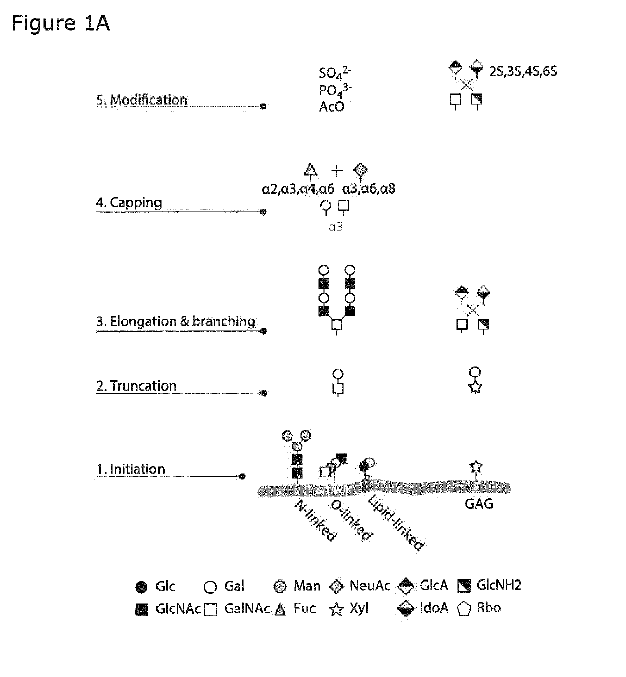 A cell-based array platform