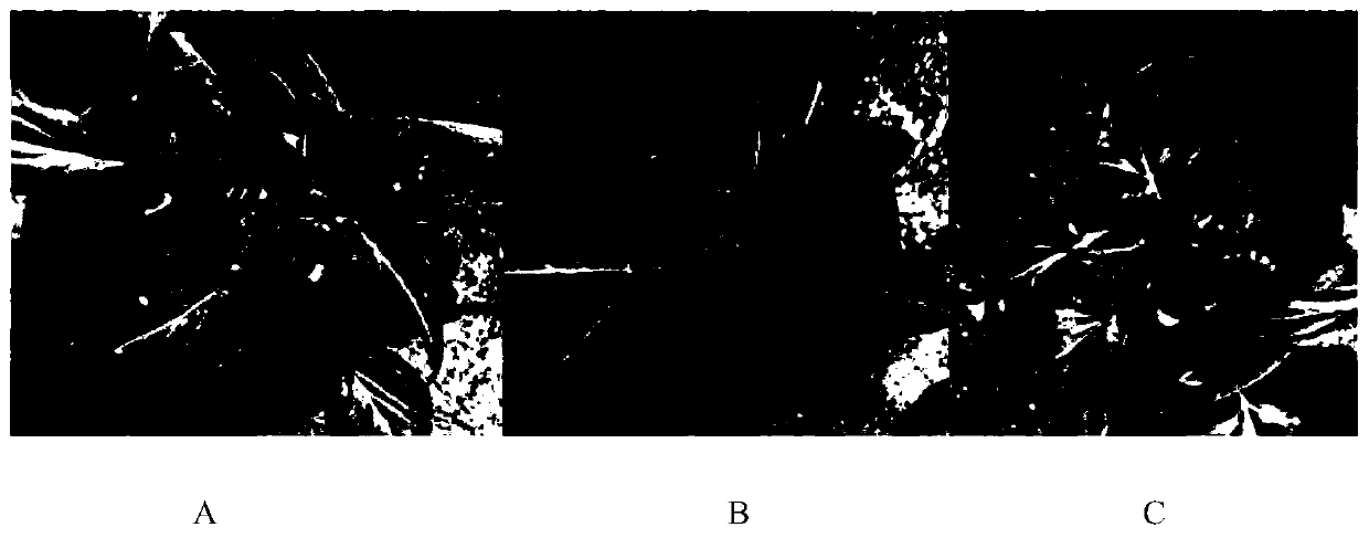 Prevention and control method for continuous cropping barriers of atractylodes macrocephala