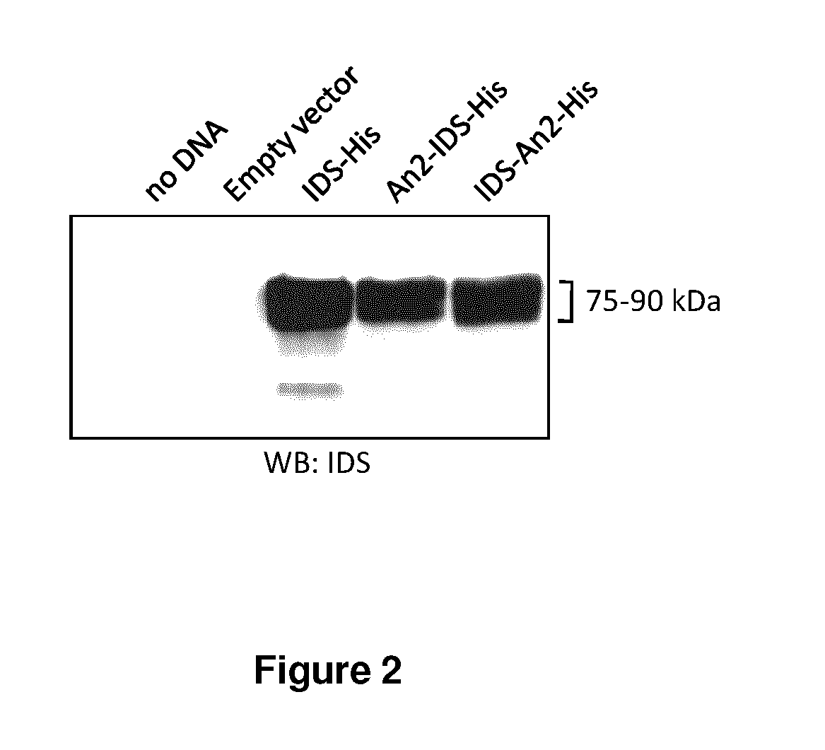 Targeted iduronate-2-sulfatase compounds