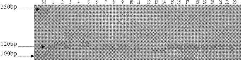 SSR (Simple Sequence Repeats) marker of gummy stem blight resistant gene Gsb-4 of melon