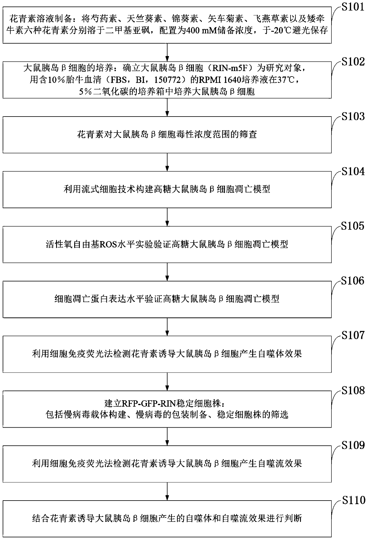 Method for detecting anthocyanin-induced rat islet beta cell autophagy effect