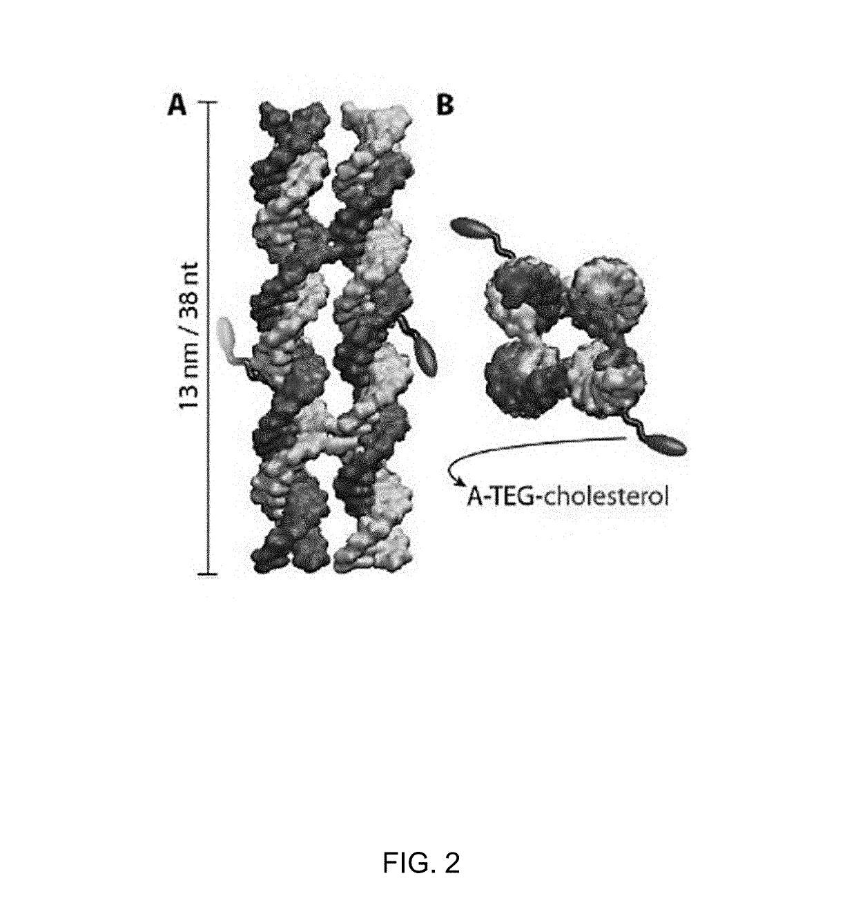 Nucleic Acid and Other Compositions and Methods for the Modulation of Cell Membranes