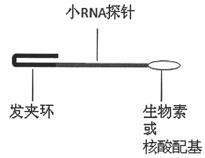 Method for manufacturing rotary type sensor used for rapidly, sensitively and specifically detecting trace small RNAs