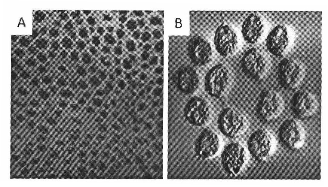 Method for manufacturing rotary type sensor used for rapidly, sensitively and specifically detecting trace small RNAs