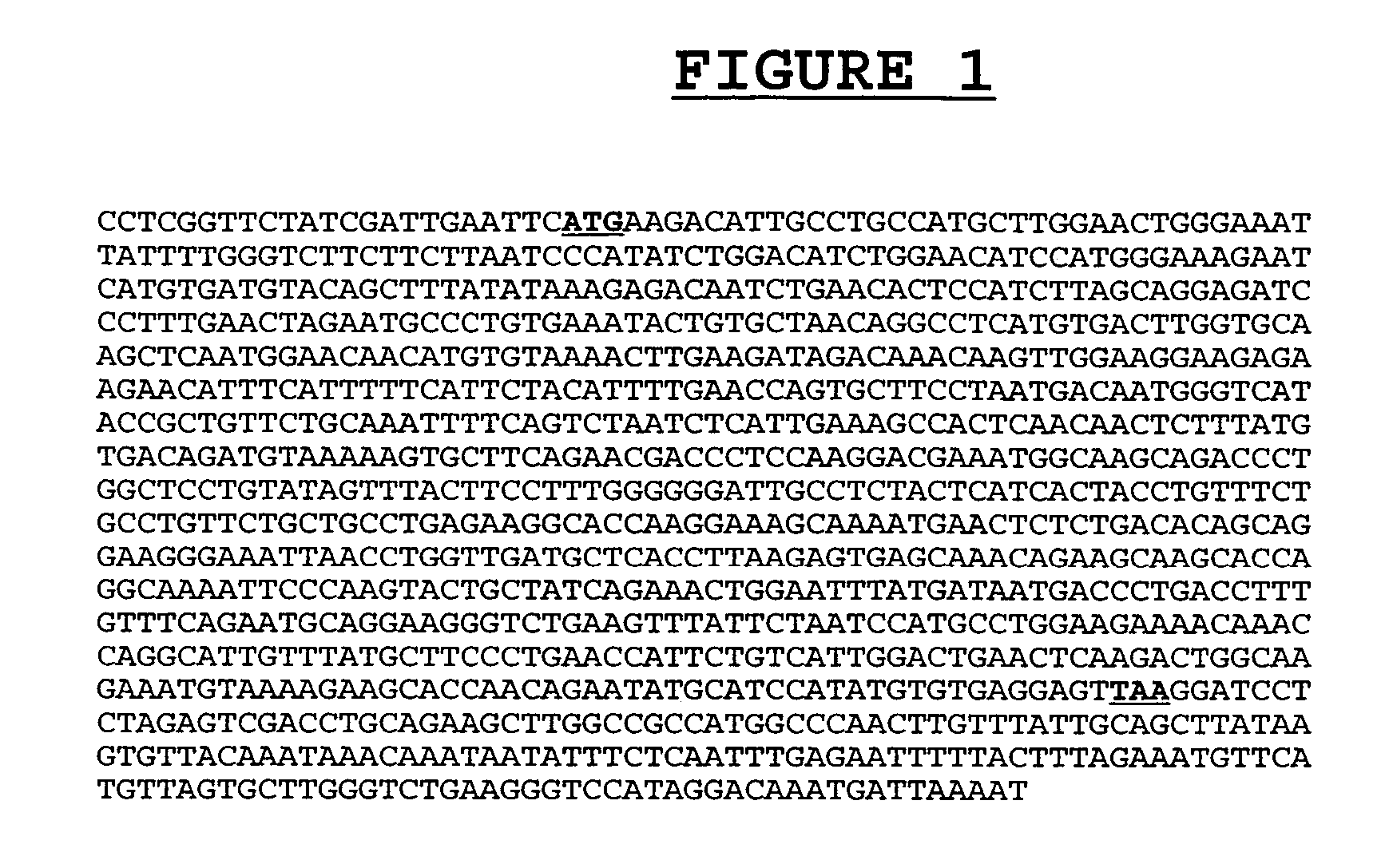 Novel composition and methods for the treatment of immune related diseases