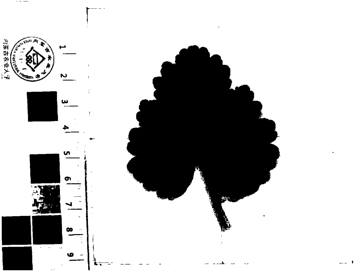 Method for measuring area of leaf of plant