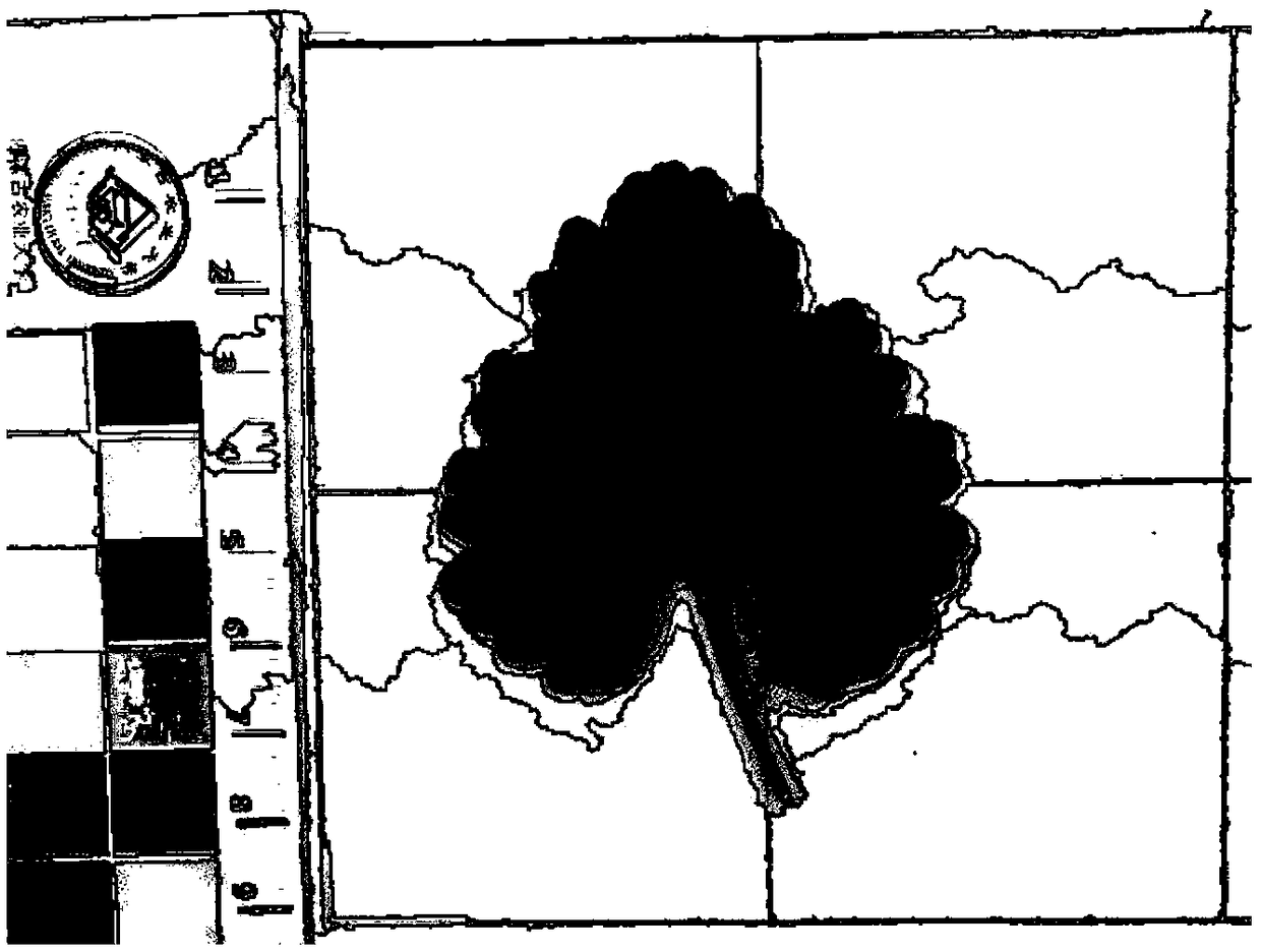 Method for measuring area of leaf of plant