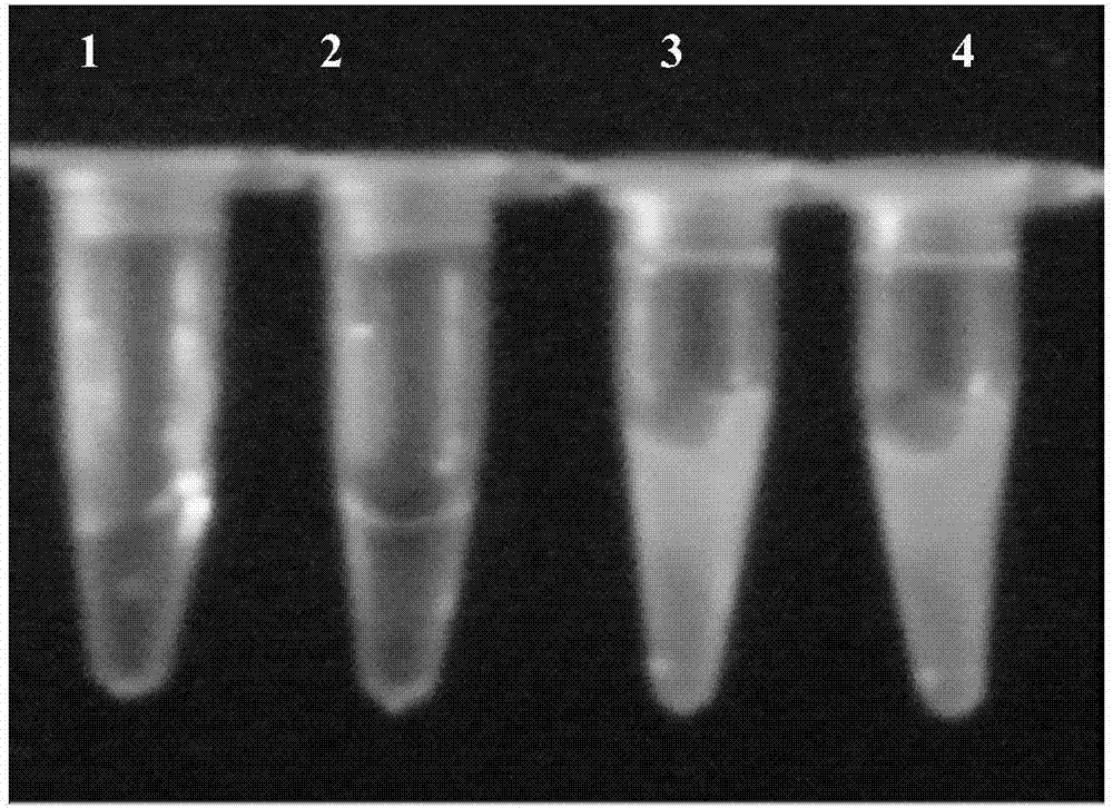 Application of dextran-combined astragalus polysaccharide in detection of haemophilus paragallinarum causing infectious rhinitis of chicken as well as kit and detection method of dextran-combined astragalus polysaccharide