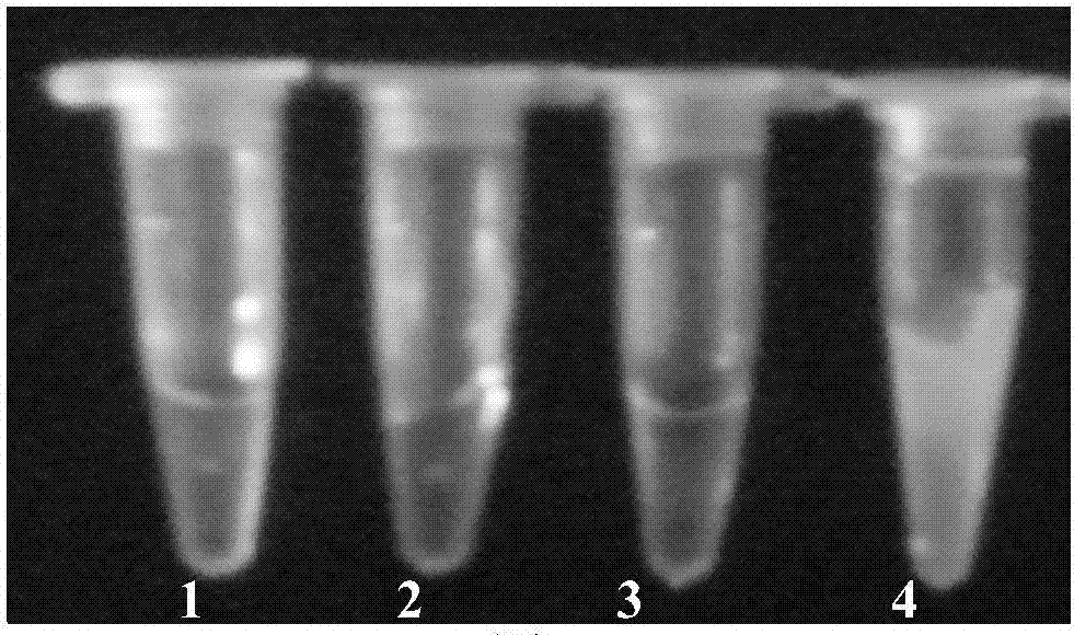 Application of dextran-combined astragalus polysaccharide in detection of haemophilus paragallinarum causing infectious rhinitis of chicken as well as kit and detection method of dextran-combined astragalus polysaccharide