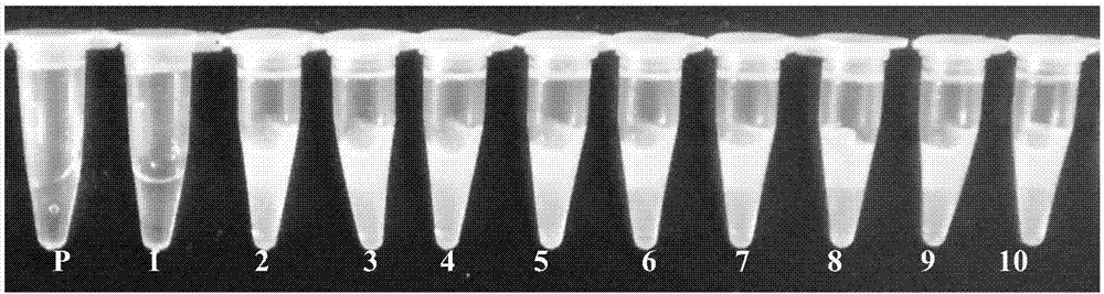 Application of dextran-combined astragalus polysaccharide in detection of haemophilus paragallinarum causing infectious rhinitis of chicken as well as kit and detection method of dextran-combined astragalus polysaccharide