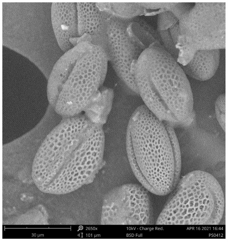 A method for rearing lady beetles using a mixed diet of Mediterranean mealworm eggs and rape pollen