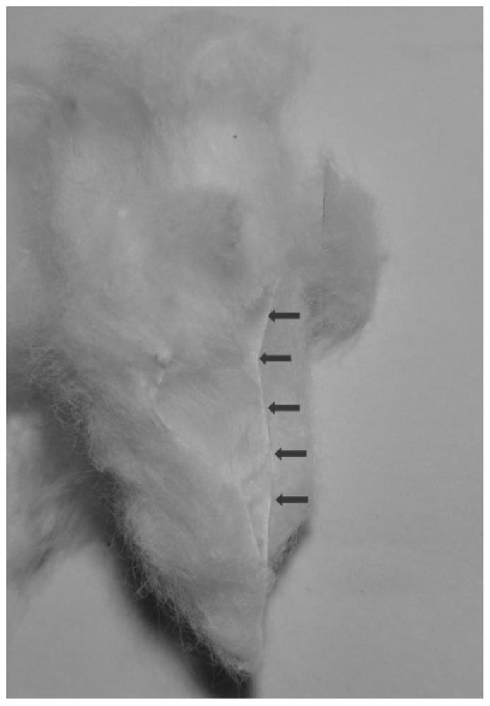 A method for rearing lady beetles using a mixed diet of Mediterranean mealworm eggs and rape pollen