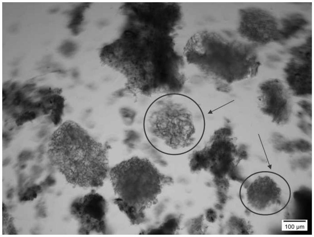 Aerobic granular sludge with strengthened inner core and strengthened framework, and culture method thereof