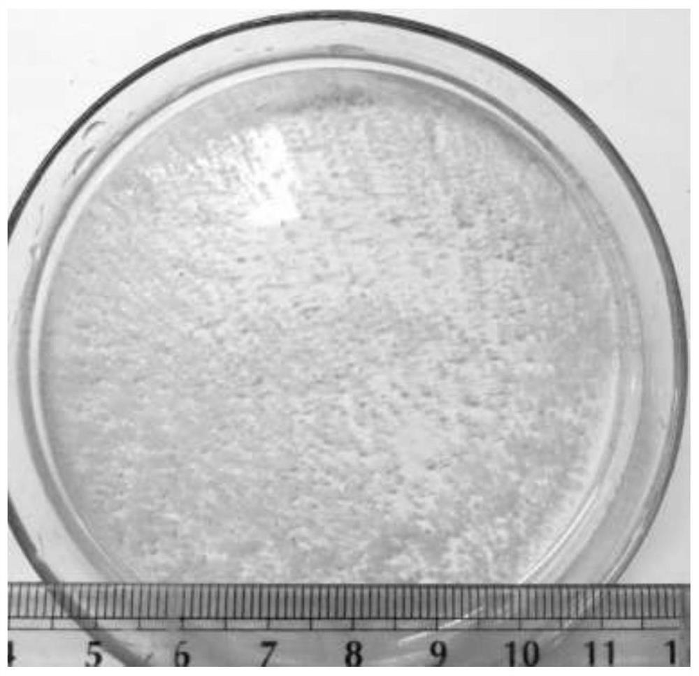 Aerobic granular sludge with strengthened inner core and strengthened framework, and culture method thereof