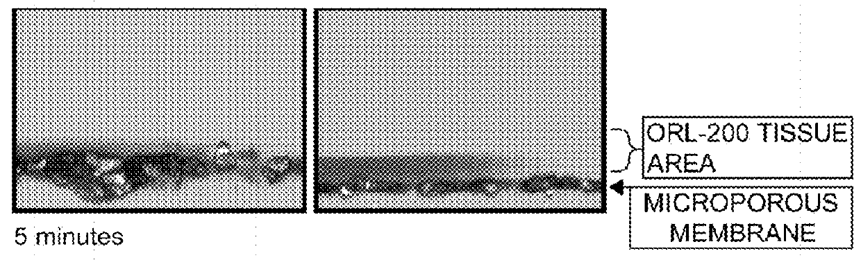 Excipient compositions for mucoadhesive pharmaceutical compositions including a synergistic combination of amylopectin, pullulan, hyaluronic acid, and xyloglucan