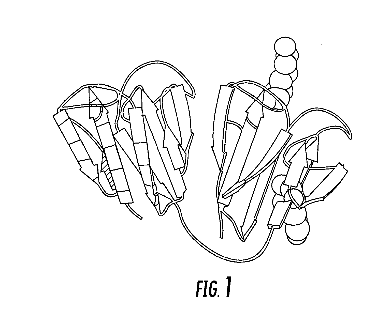 Ubiquitin or gamma-crystalline conjugates for use in therapy, diagnosis and chromatography