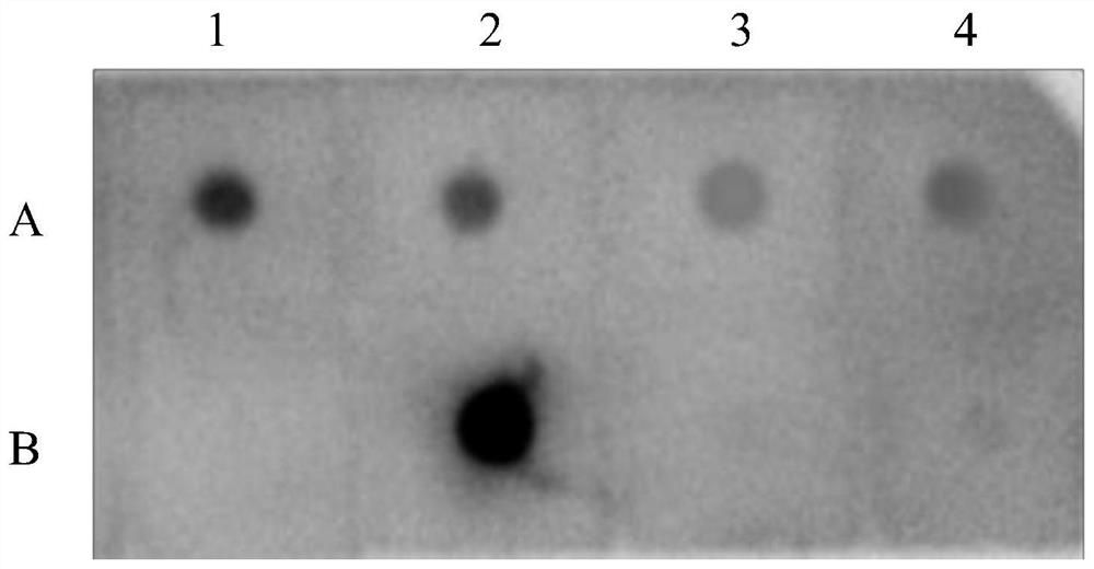 Applications of Mycobacterium tuberculosis protein