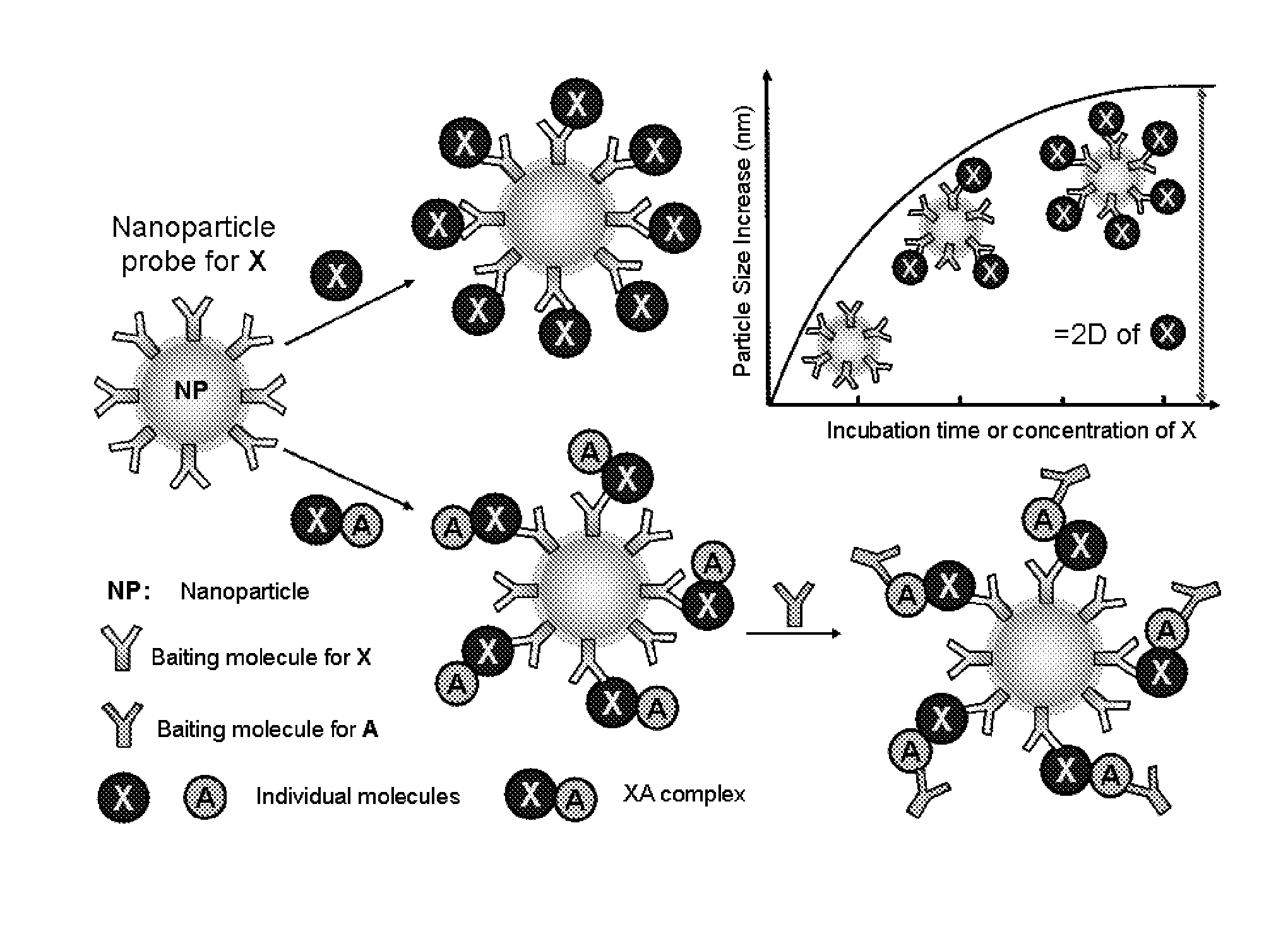 Methods for biomolecule and biomolecule complex (BMC) detection and analysis and the use of such for research and medical diagnosis