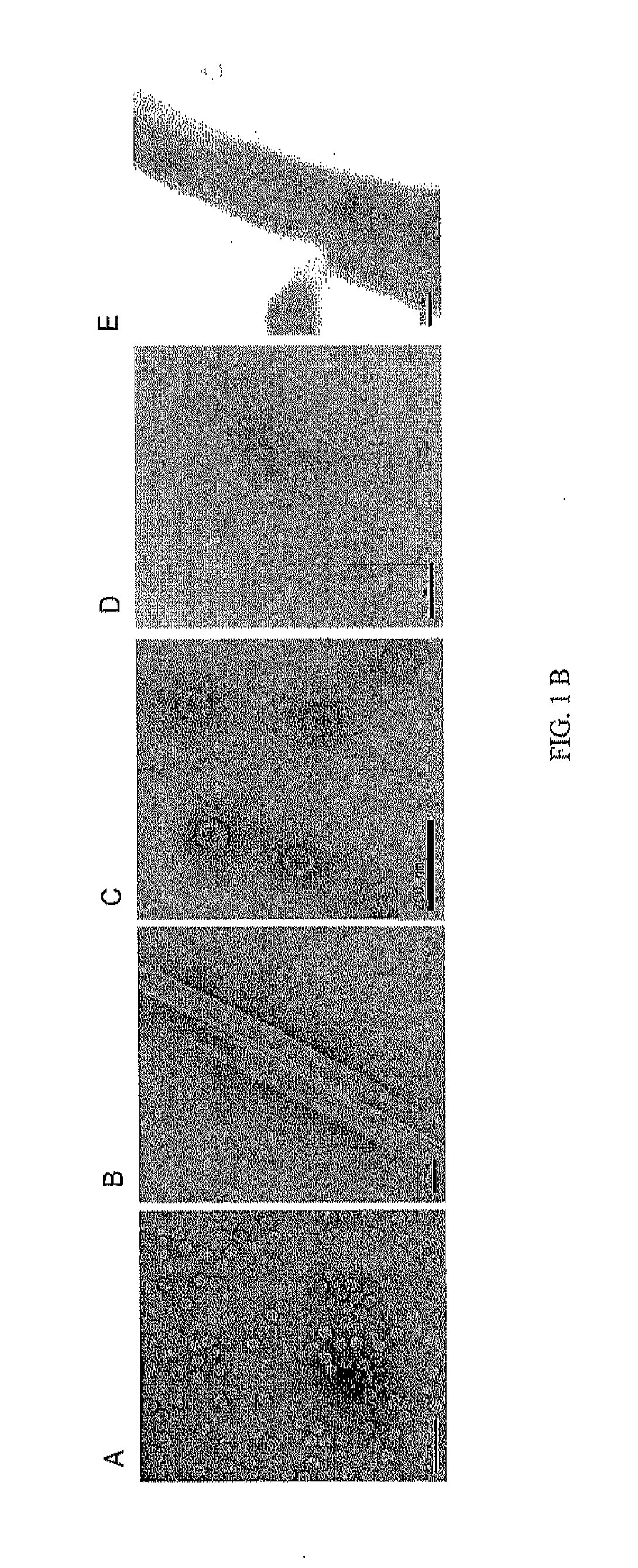 Norovirus capsid and rotavirus vp6 protein for use as combined vaccine