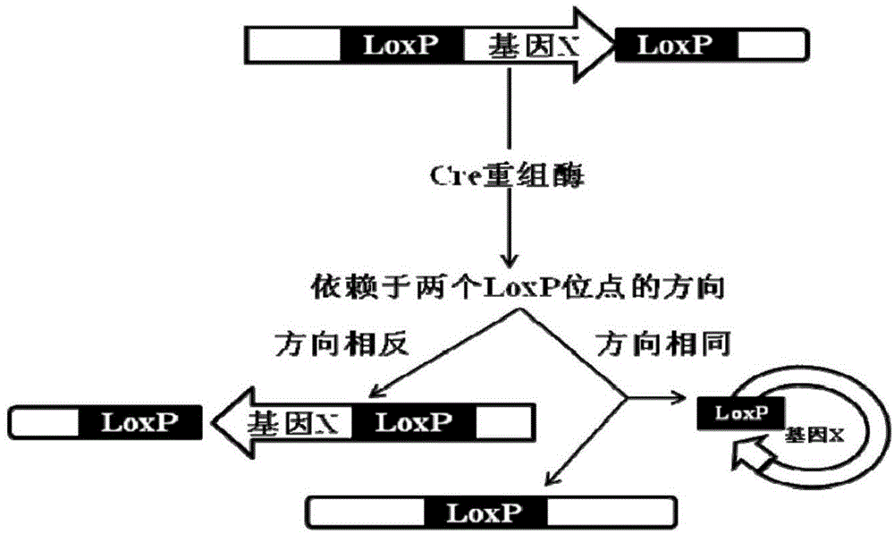 Conditional gene knockout method based on CRISPR/Cas9 technology