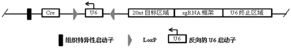 Conditional gene knockout method based on CRISPR/Cas9 technology