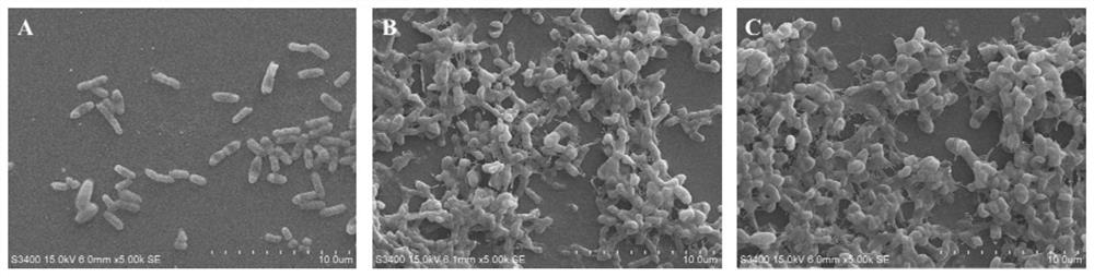 Cleaning agent for inhibiting Cronobacter biofilm and its preparation method and application