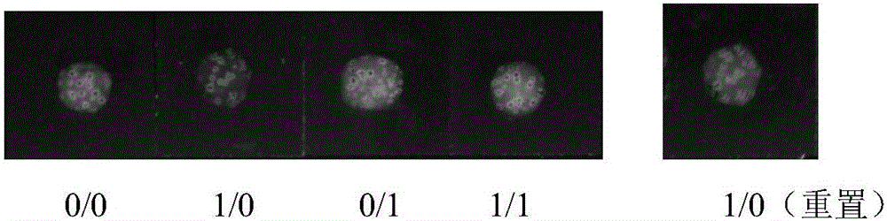 Implication type solid-phase logic gate based on BSA (bull serum albumin)/3-MPA (mercaptopropionic acid)-gold nanocluster-polyelectrolyte and construction method of implication type solid-phase logic gate