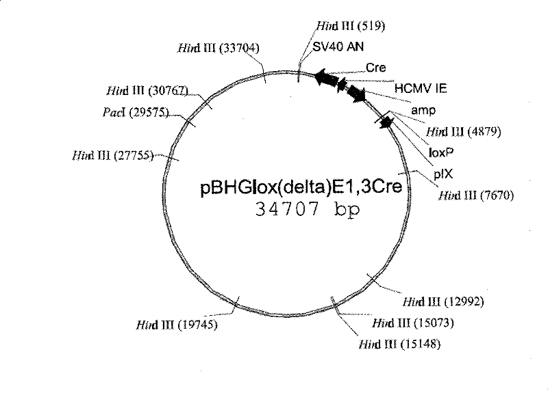 Recombinant replication-defective adenoviral vector H5N1 subtype influenza genetic engineering vaccine