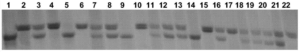 Molecular marker of rice brown planthopper major gene qBph30(t) and application thereof