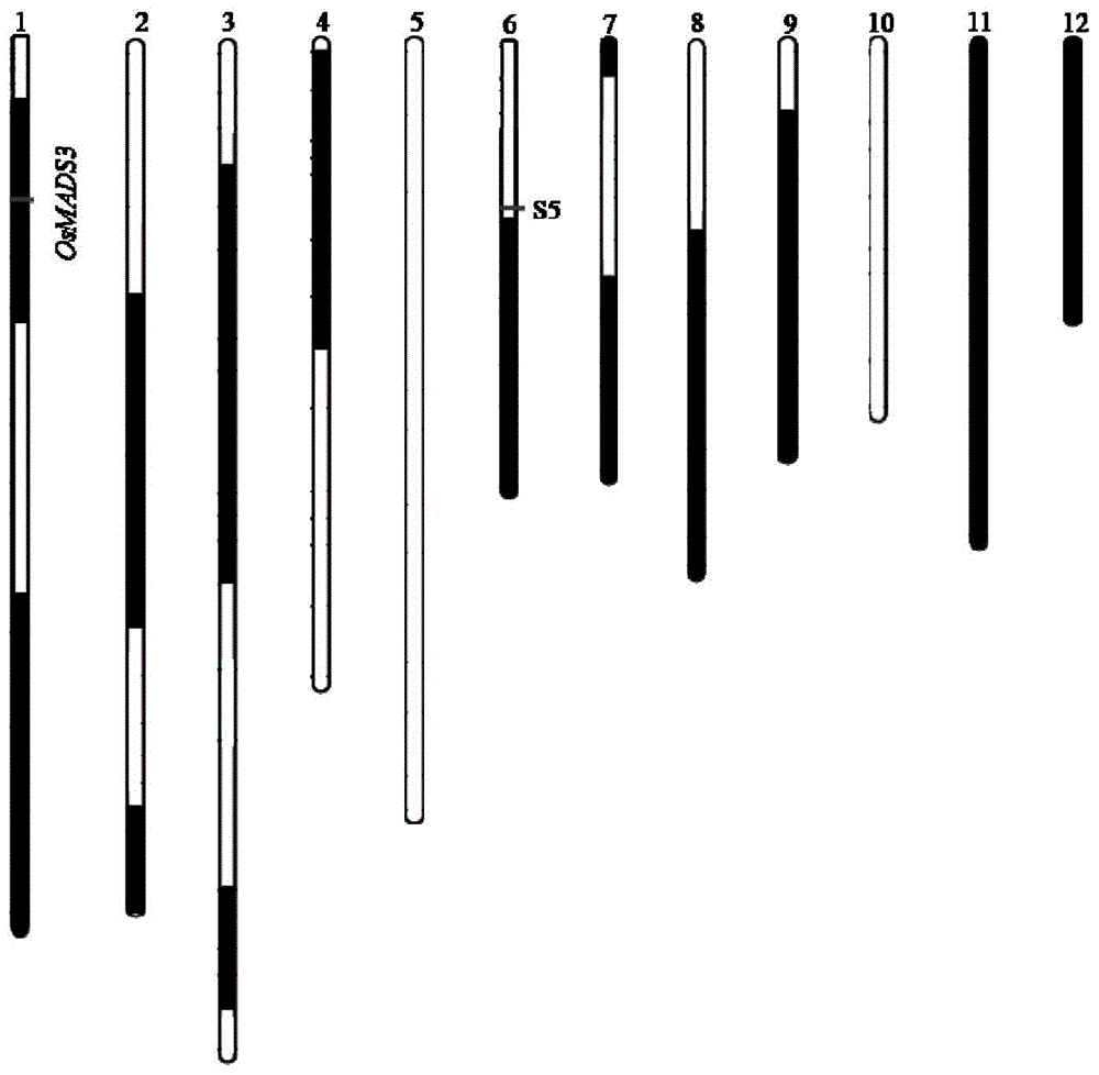 Identifying and utilizing method of rice wide-compatibility recessive male nuclear sterile line