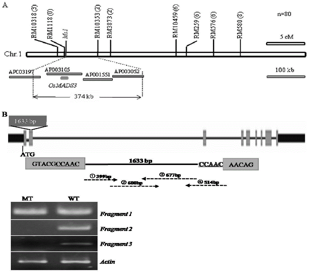 Identifying and utilizing method of rice wide-compatibility recessive male nuclear sterile line