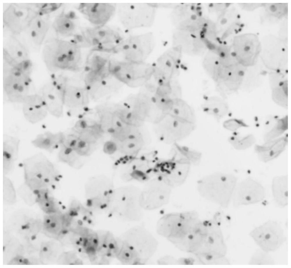 A cell preservation solution for rapid cell immunohistochemistry and its preparation method and application