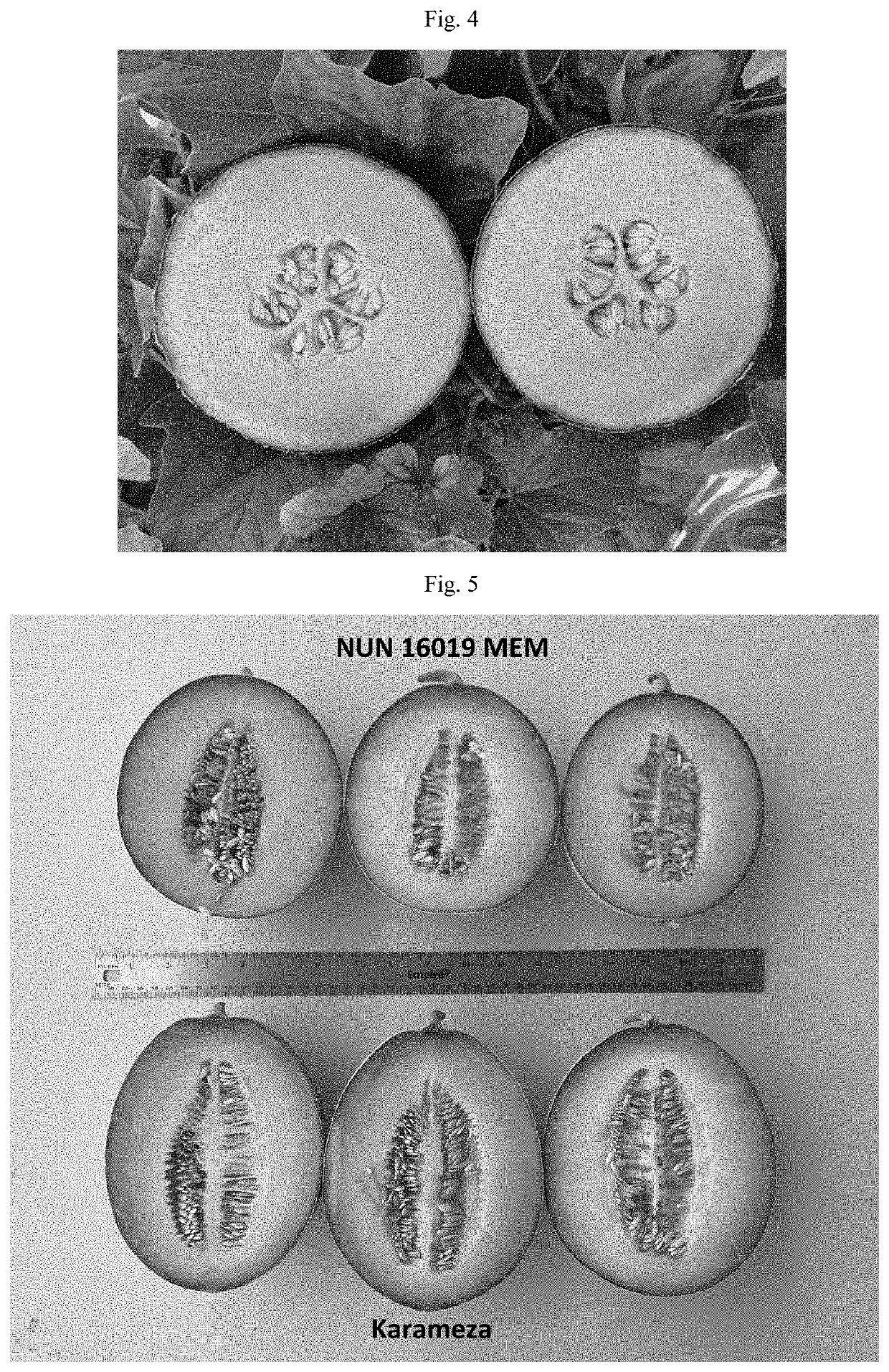 Melon variety nun 16019 mem