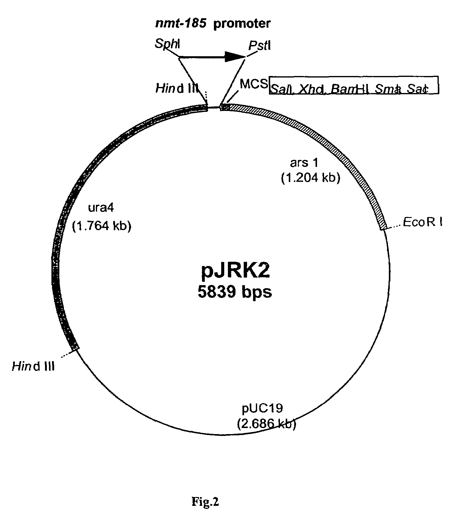 Temperature regulated promoters from Schizosaccharomyces pombe for expression of proteins