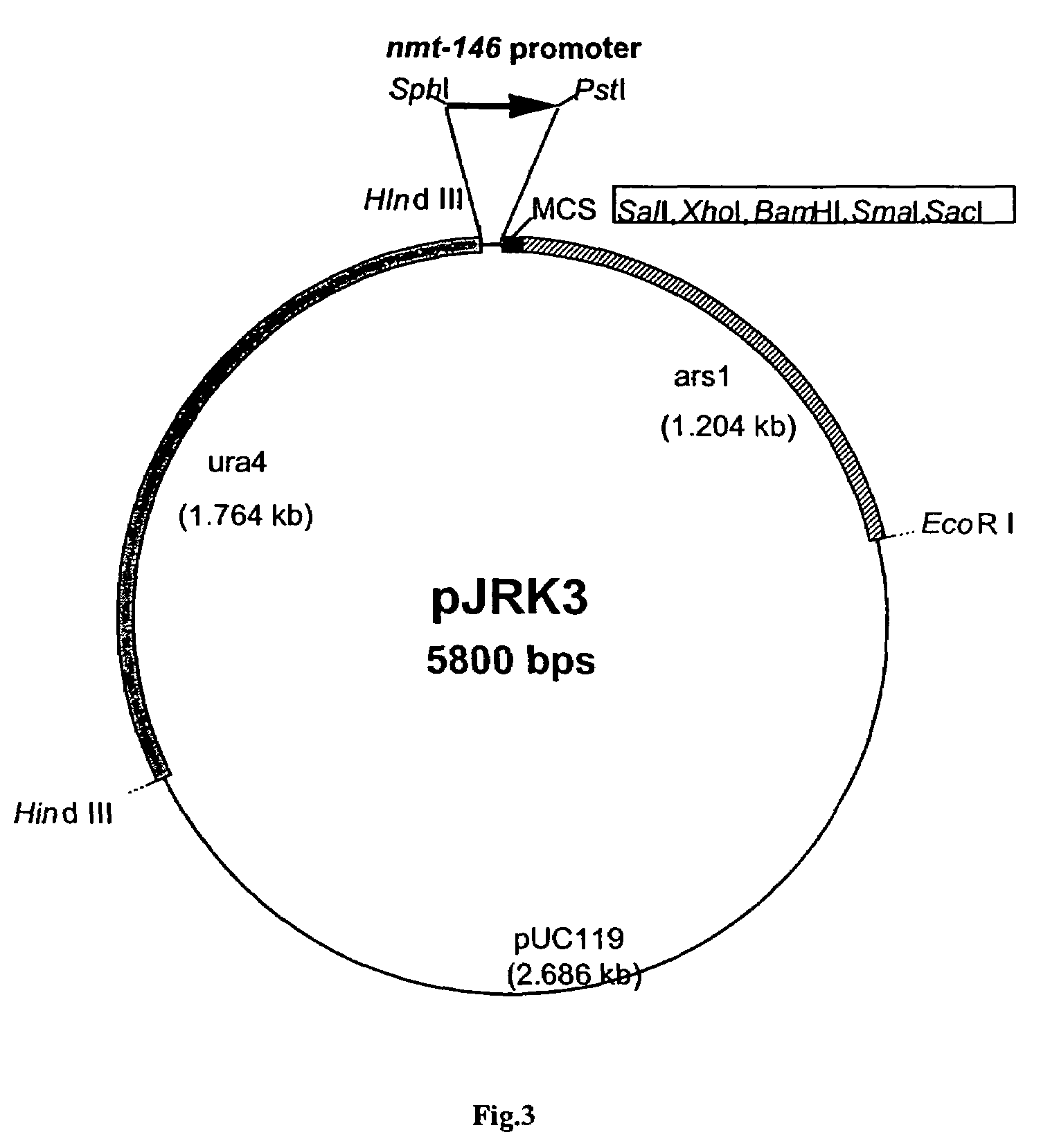 Temperature regulated promoters from Schizosaccharomyces pombe for expression of proteins