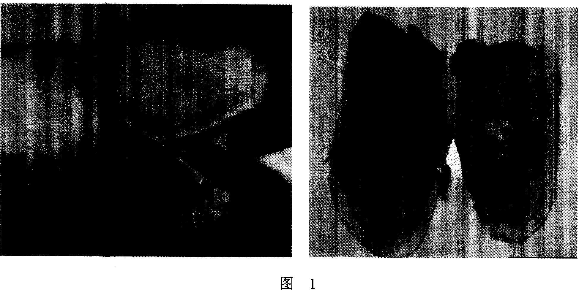 Candida albicans infection mould and construction method thereof