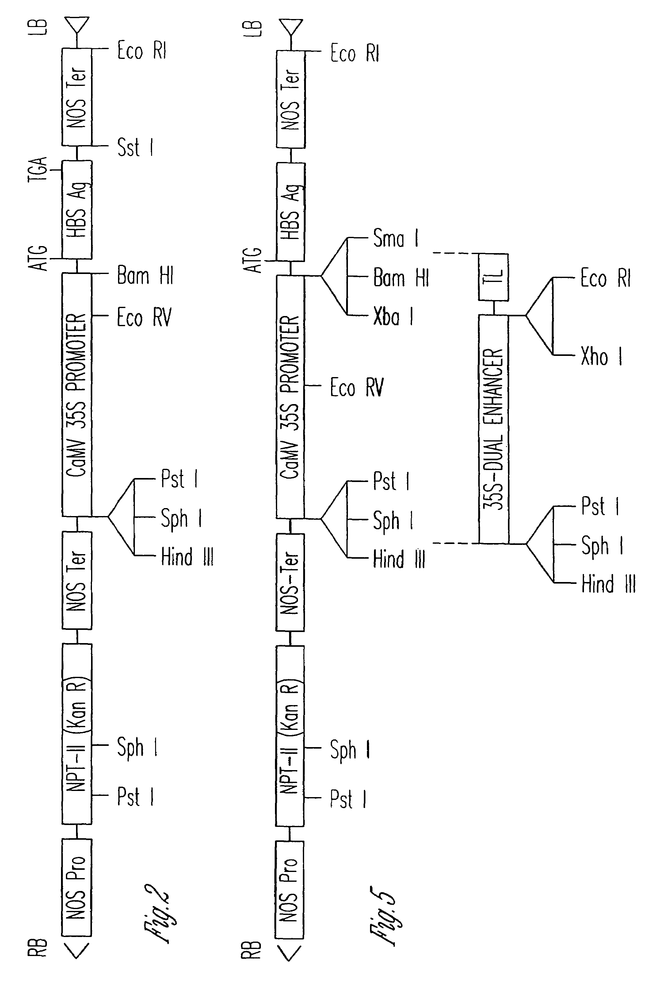 Vaccines expressed in plants