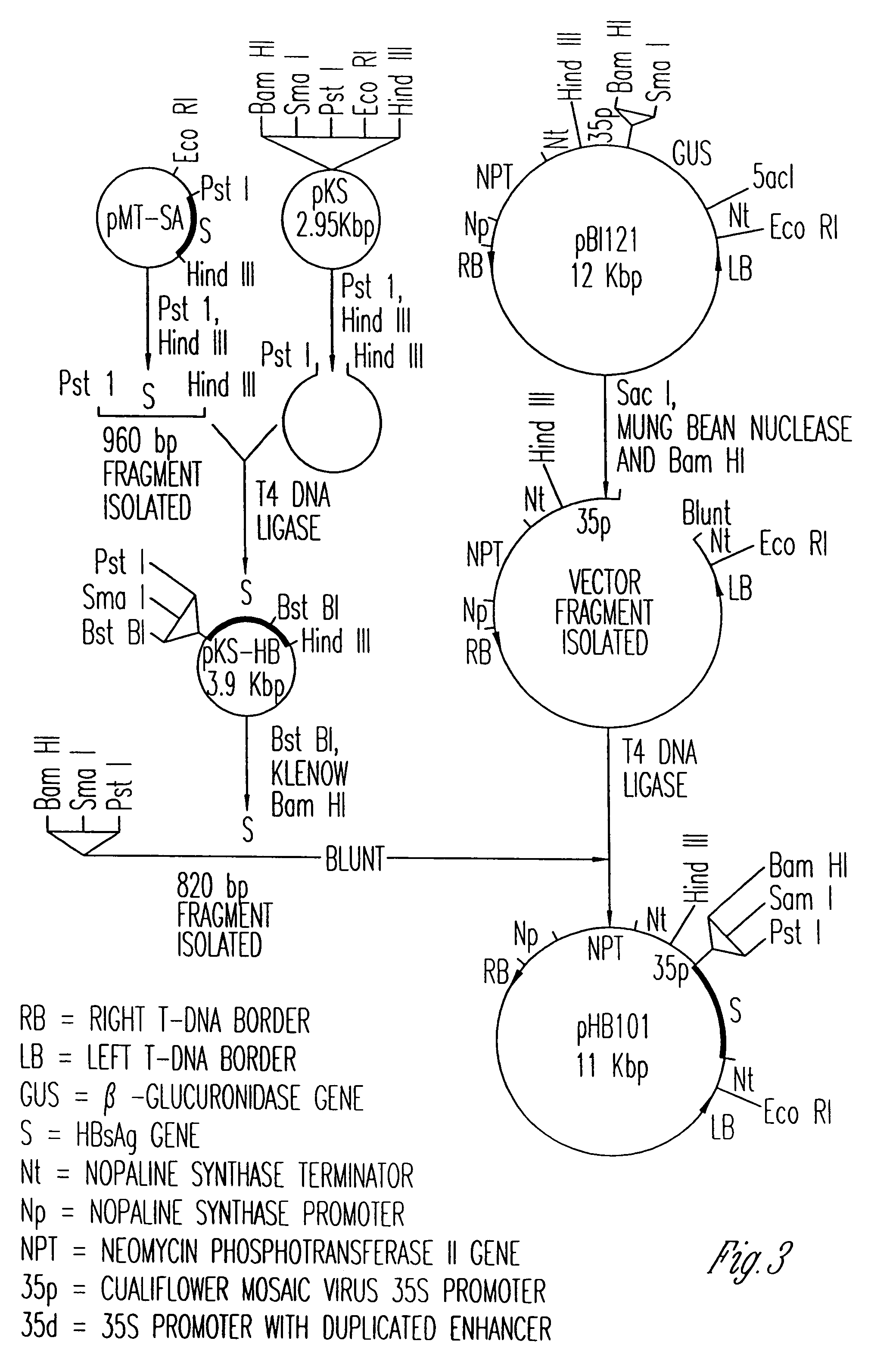 Vaccines expressed in plants