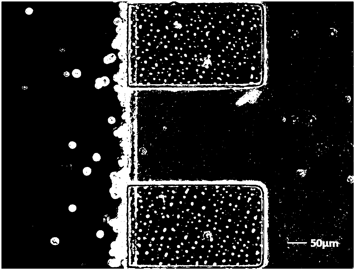 Establishment and characterization method of in-vitro blood brain barrier model based on microfluidic chip