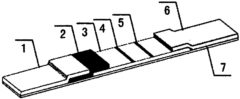 Sildenafil monoclonal antibody and colloidal gold chromatography test strip used for detecting sildenafil