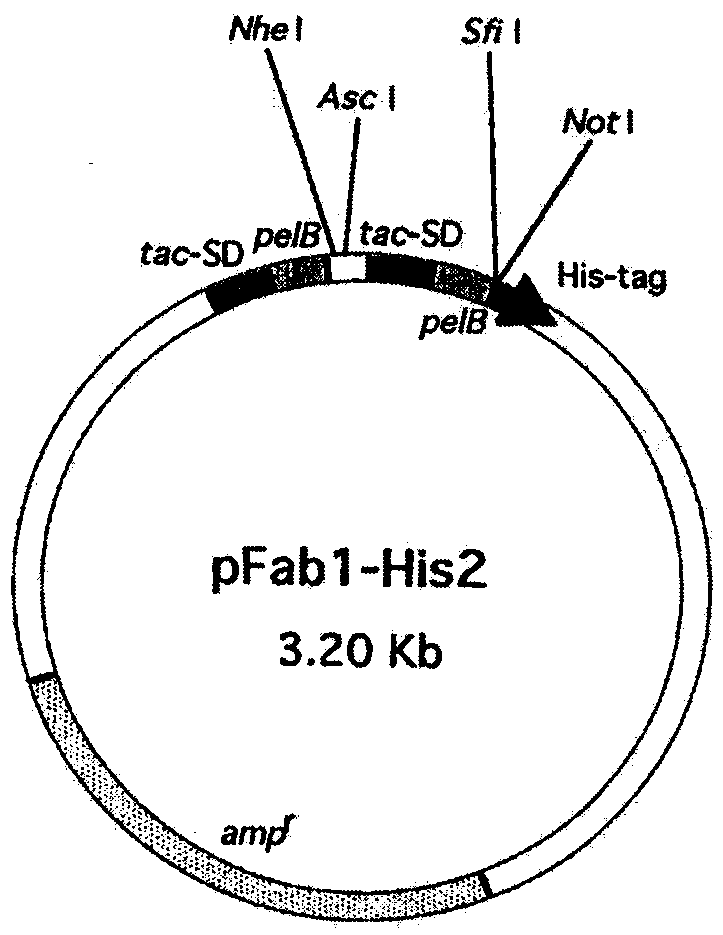 Human IgE (immunoglobulin E) Fab (fragment ab) against human and coding gene and application thereof