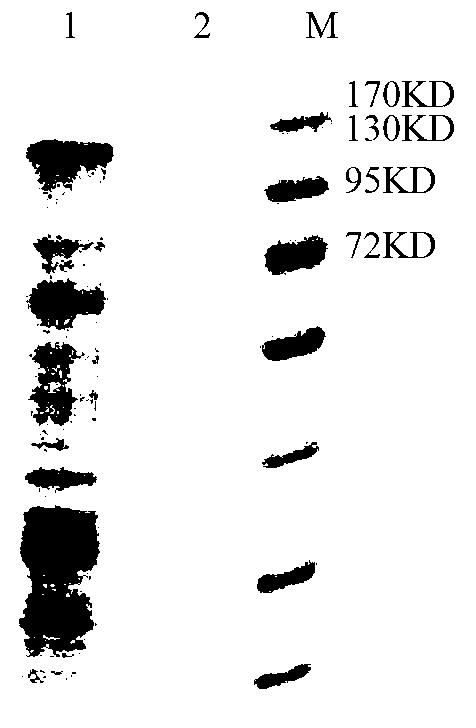 Bluetongue virus serum 1 (BTV1) VP2 protein monoclonal antibody (BTV1-3E8), B-cell epitope polypeptide identified by BTV1-3E8 and application of BTV1-3E8