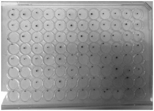 High-flux cultural method for organoid type spheroid