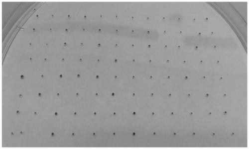 High-flux cultural method for organoid type spheroid