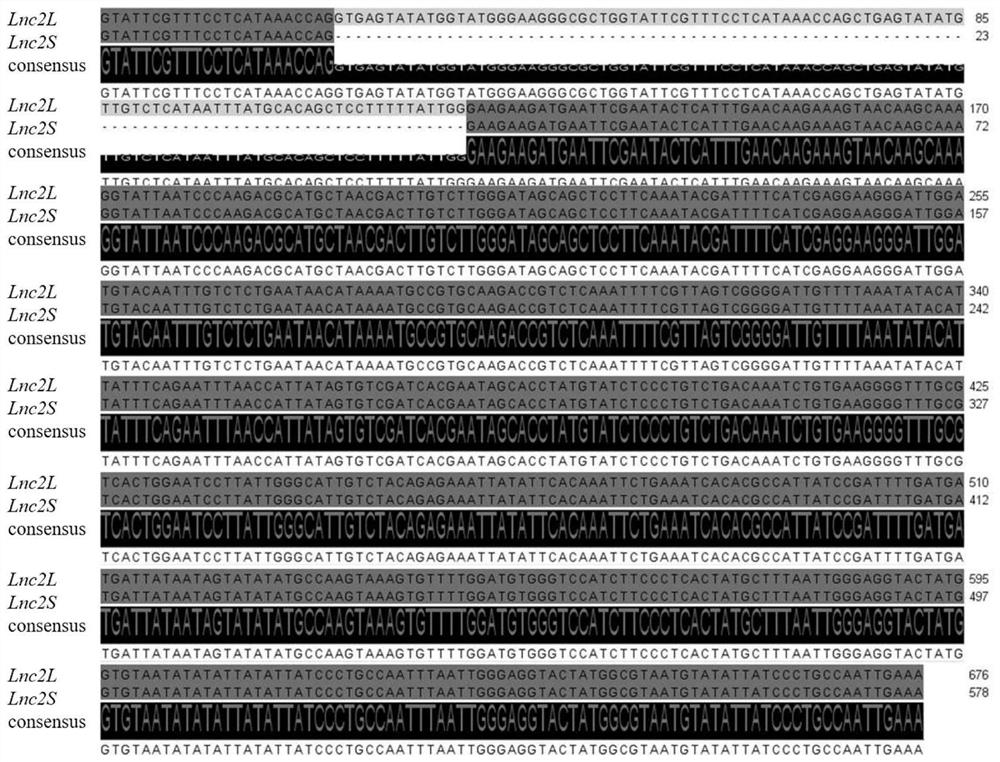 Ginkgo long-chain non-coding RNA Lnc2L and Lnc2S as well as vector and application thereof