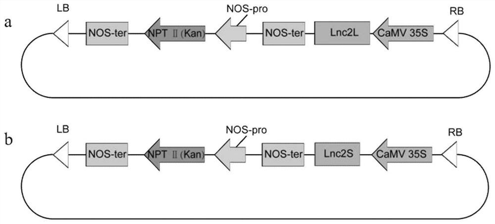 Ginkgo long-chain non-coding RNA Lnc2L and Lnc2S as well as vector and application thereof