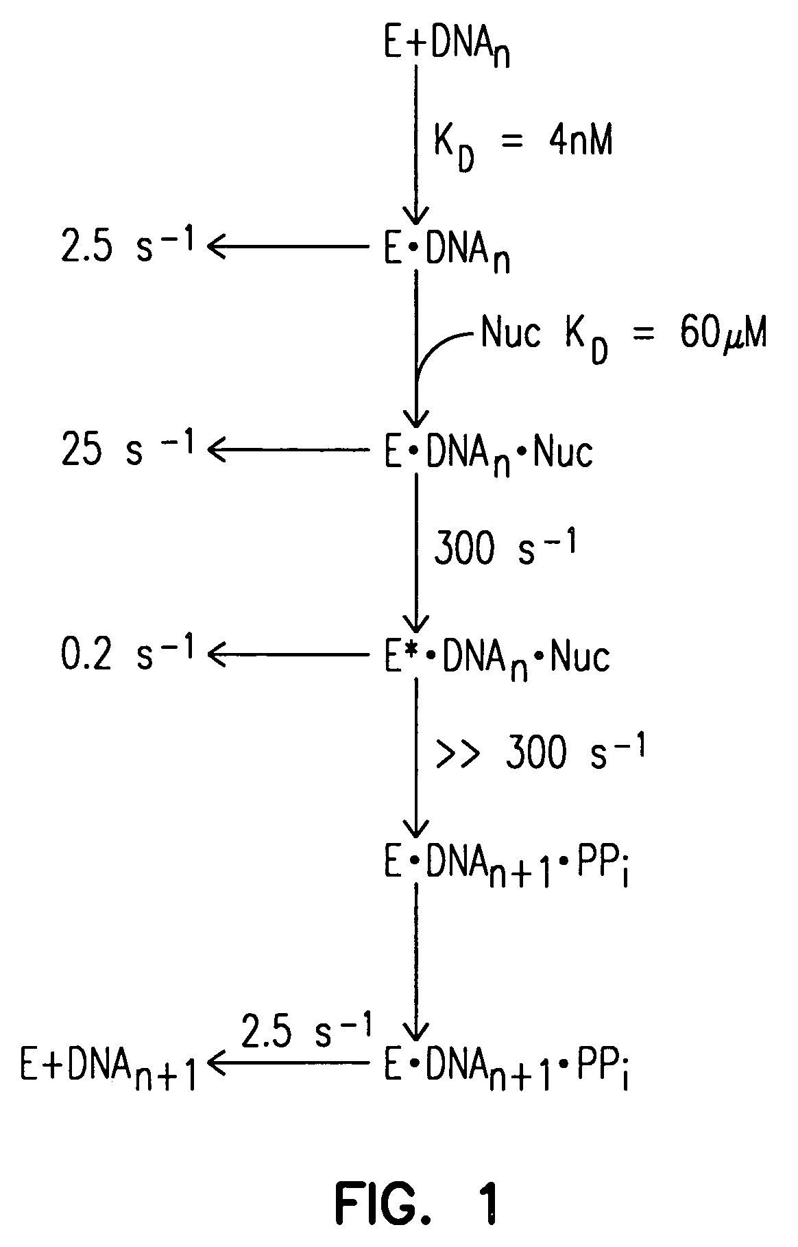 Mutant DNA polymerases and methods of use