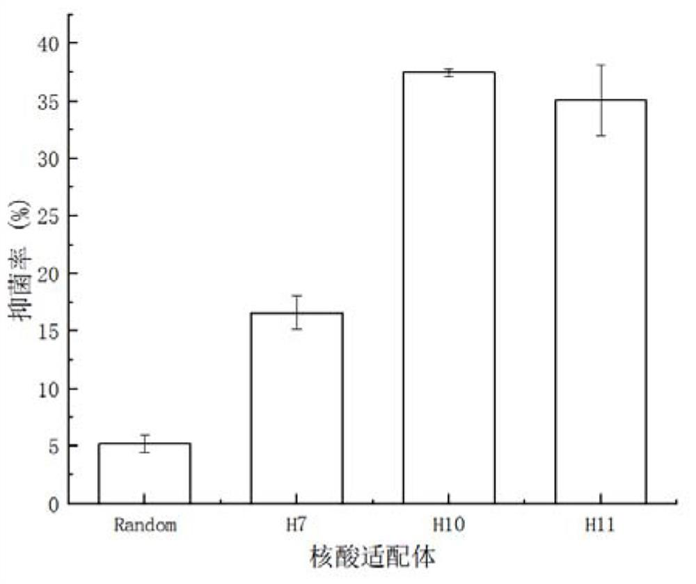 A nucleic acid aptamer h10 with targeted inhibition of Vibrio anguillarum and its application